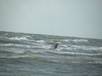 vagues et surfeur